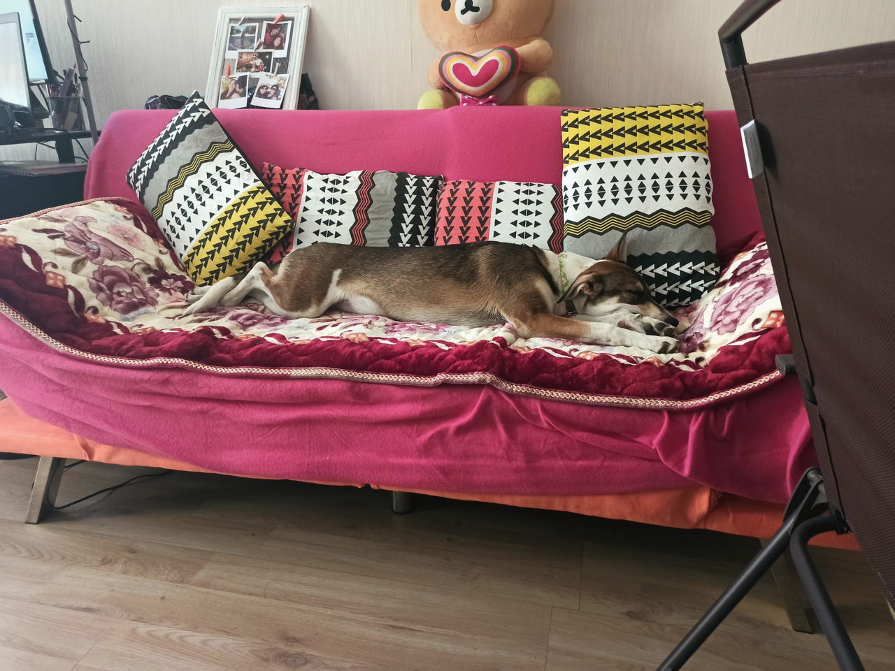 Perrita durmiendo en un sillón rosado en casa.